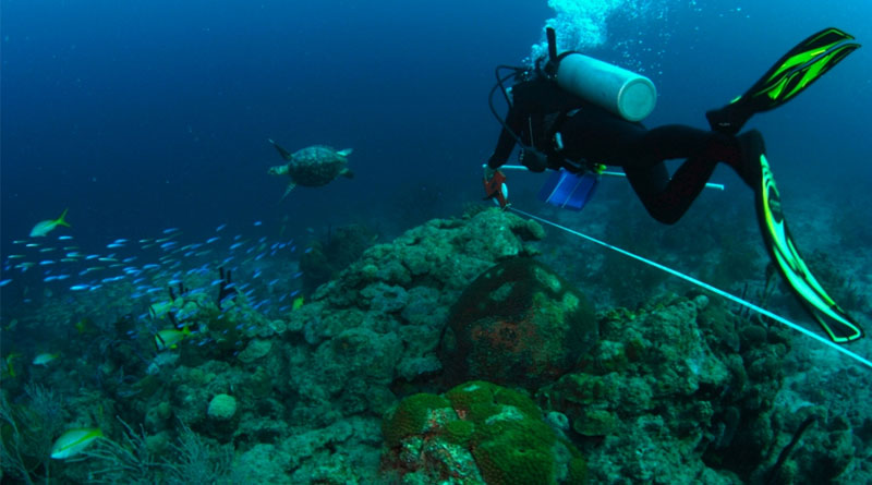 Siput laut mematikan menggunakan senjata insulin untuk membuat mangsanya lamban