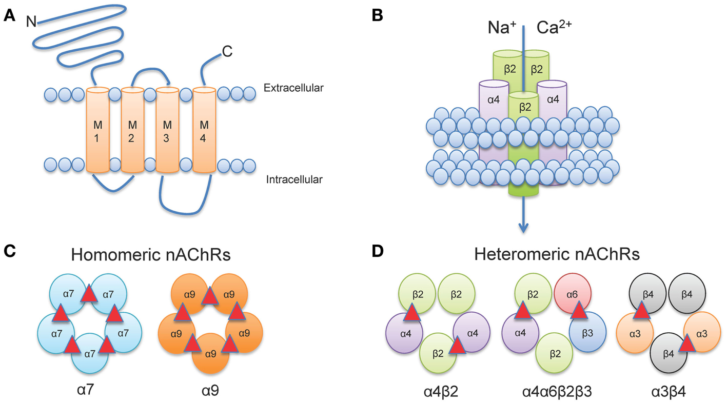 Dua Senyawa yang Dipercaya Mampu Mengobati Ketergantungan Rokok dan Alkohol