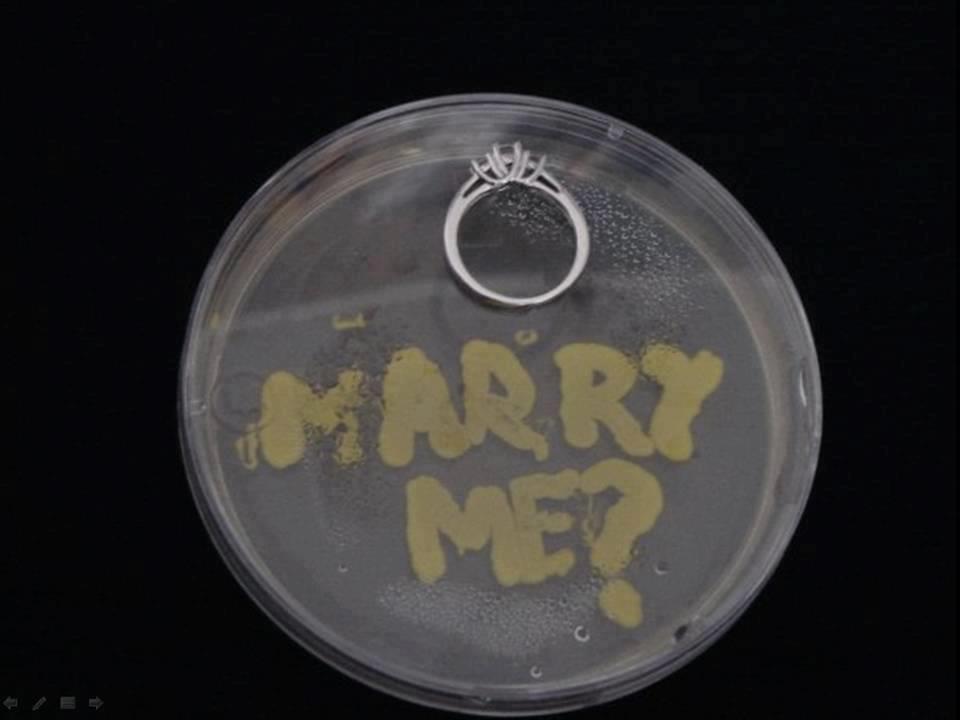 Ungkapkan Hal Spesial Dengan Seni Lukis Mikroba