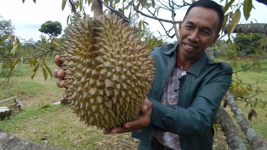 Go Green Dengan Plastik Biji Durian