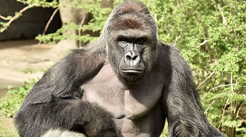 Demi Selamatkan Bocah, Gorilla Harambe Terpaksa Ditembak Mati