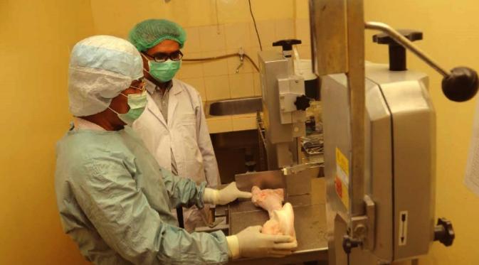 Sekarang, Cangkok Tulang Bisa dari Jaringan Sapi