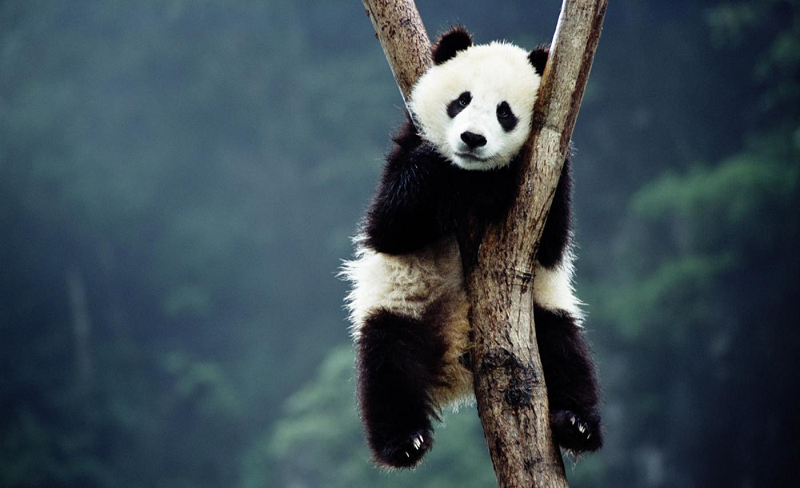 Rahasia Warna Hitam-Putih Pada Tubuh Panda