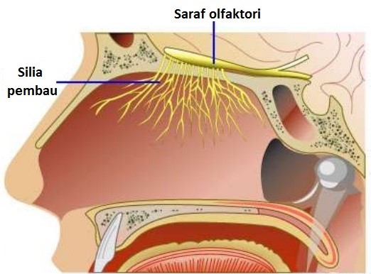 Kerja Sama Hidung Dengan Lidah : Mengetahui Rasa Dari Aroma