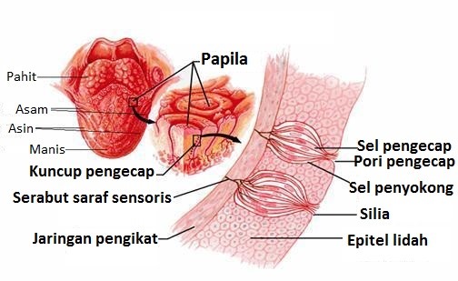 Kerja Sama Hidung Dengan Lidah : Mengetahui Rasa Dari Aroma