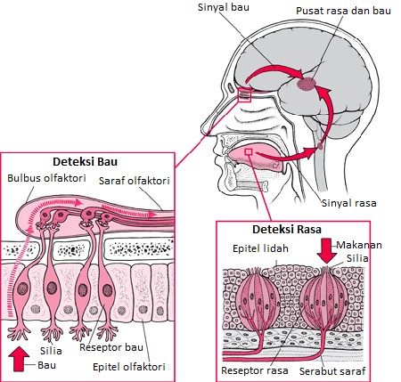 Kerja Sama Hidung Dengan Lidah : Mengetahui Rasa Dari Aroma