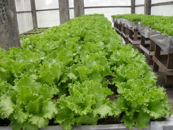 20 Tanaman Ini Bisa Ditanam Dengan Teknik Hidroponik