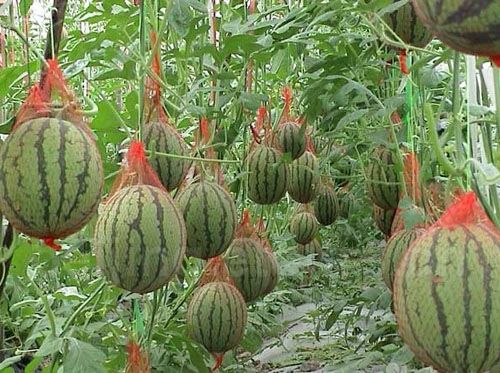 20 Tanaman Ini Bisa Ditanam Dengan Teknik Hidroponik