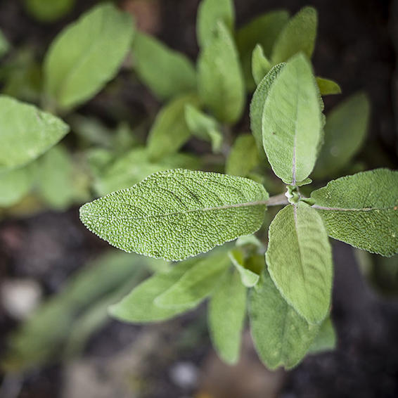8 Rempah Terbaik yang Berkhasiat untuk Otak