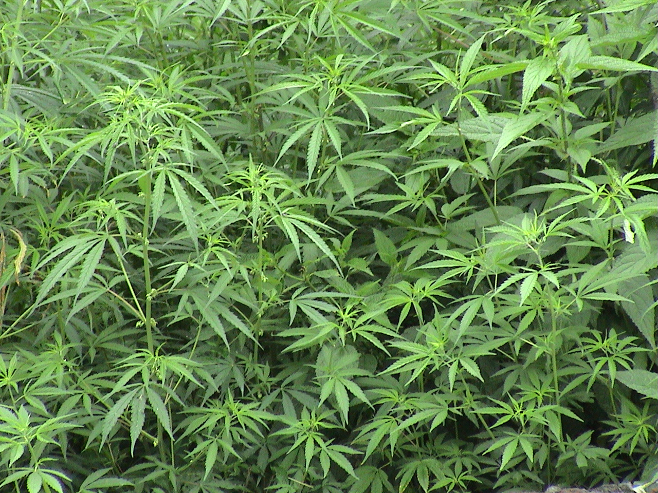 Mengapa Asap Pembakaran Lahan Ganja Dapat Menyebabkan Kematian?