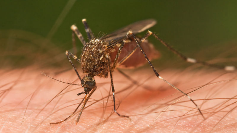 Aplikasi Mobile untuk Mendekteksi Nyamuk Penyebab Malaria