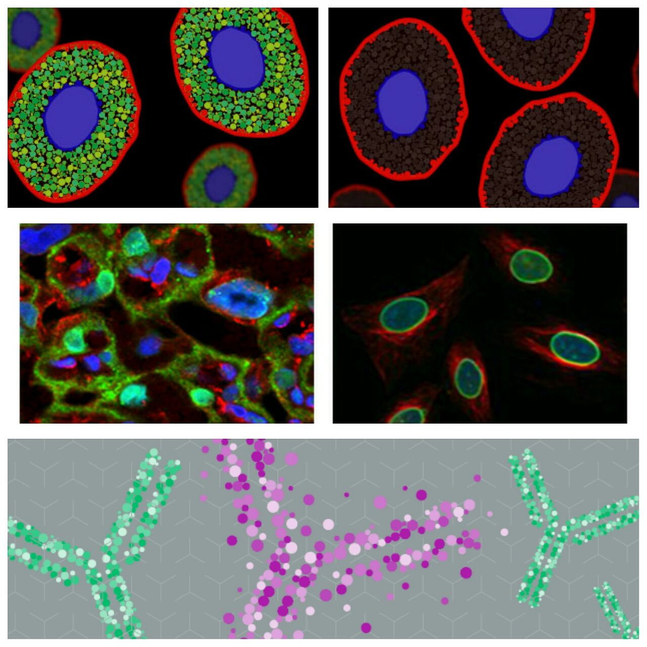 Antibodi primer Abcam