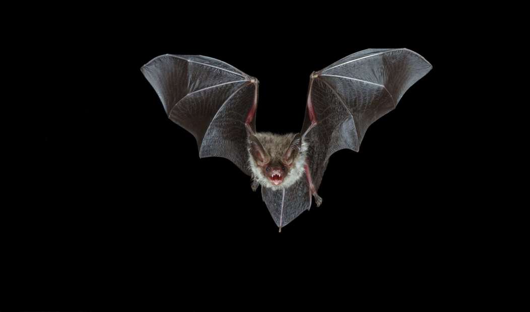 Mengapa Kelelawar Mampu Membawa Virus Mematikan Tetapi Tidak Sakit ?