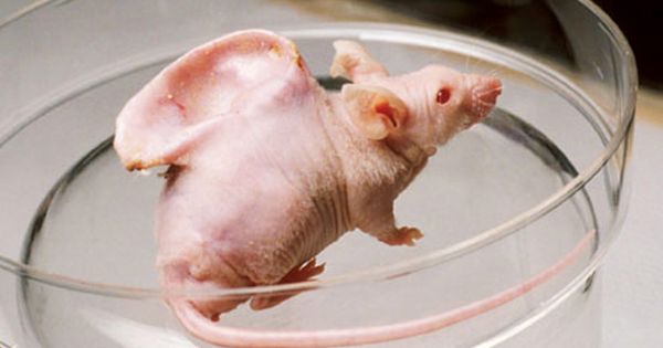 Transplantasi Organ Antar Spesies Sekarang Sudah Ada, Ini Penampakannya