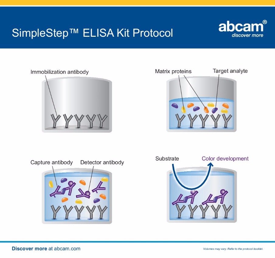 Simple Step ELISA Kit – Abcam