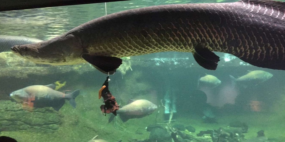 Ini 5 Fakta Unik Ikan Arapaima Gigas