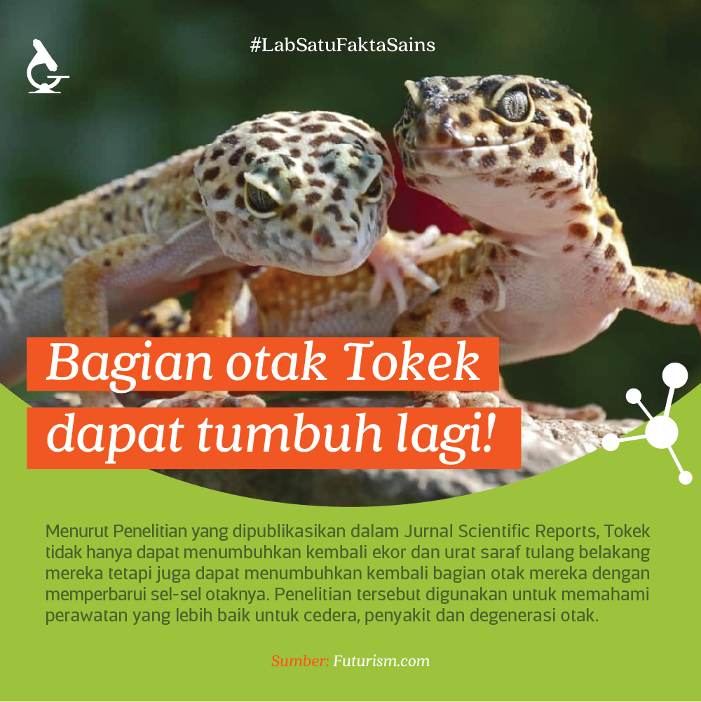 Tahukah Kamu Bagian Otak Tokek Bisa Tumbuh Kembali