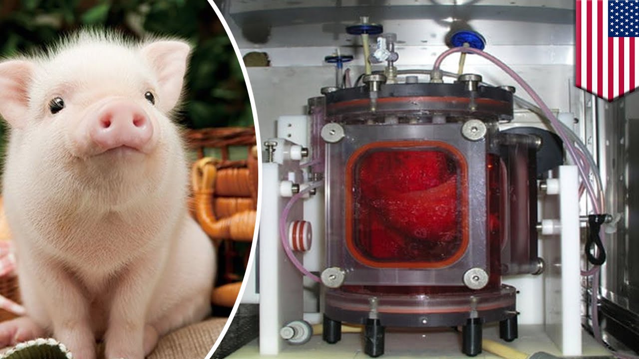 Peneliti Suskes Mentransplantasikan Paru-paru Hasil Rekayasa Bioteknologi pada Babi