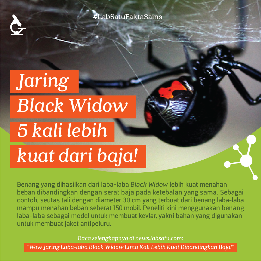 Jaring Laba-laba Ini Lebih Kuat Baja