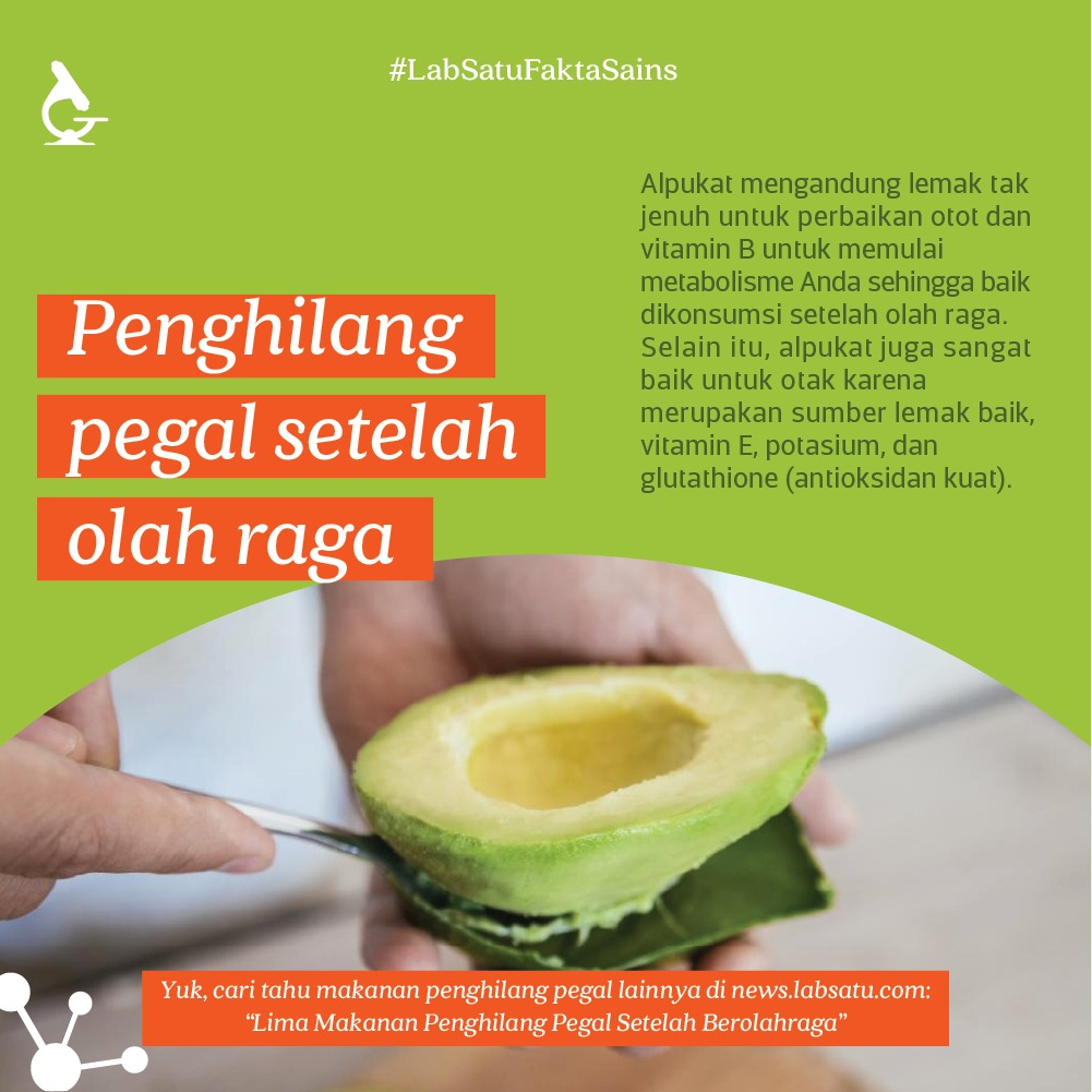 Alpukat Jadi Penghilang Pegal Setelah Aktivitas Olah Raga