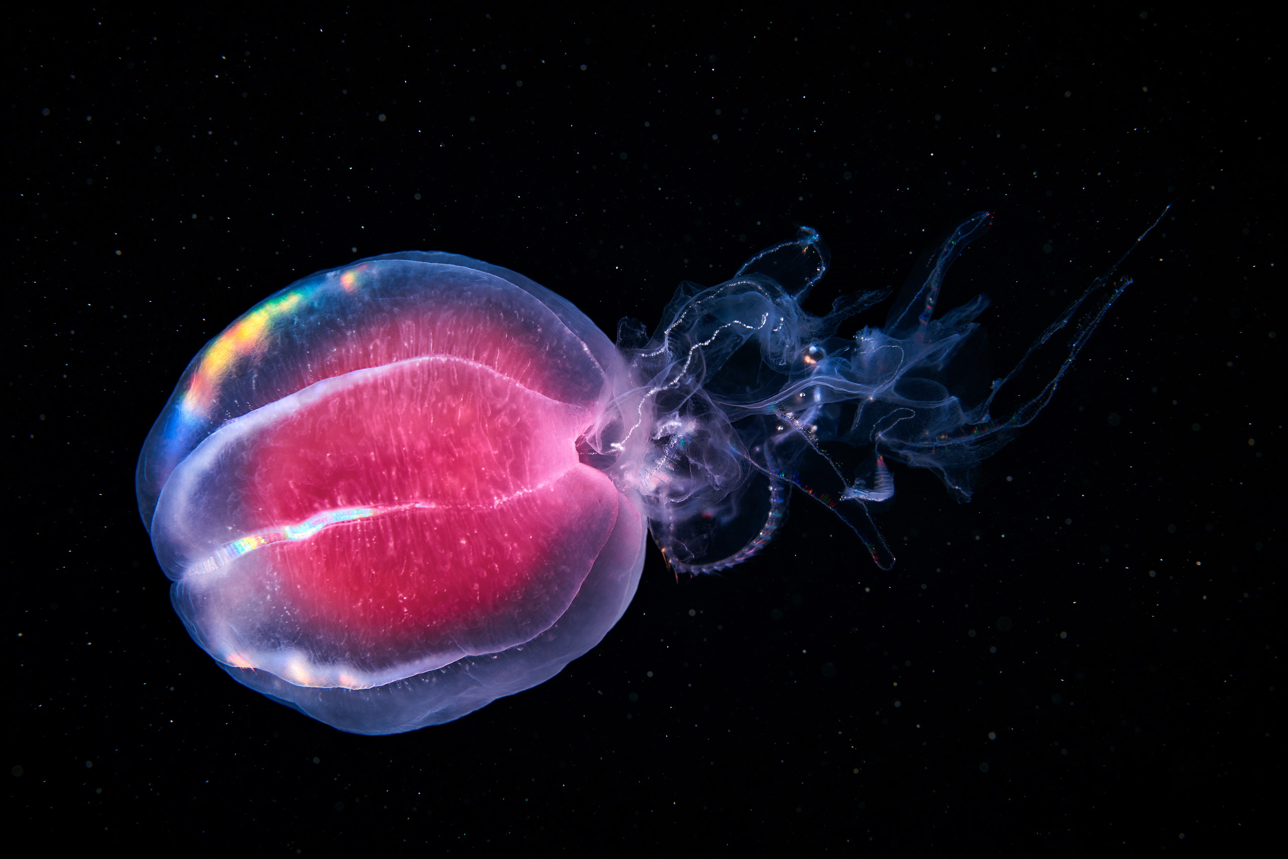 Seperti Kembang Api Hidup, Hewan-Hewan Ini Dapat Memancarkan Cahaya