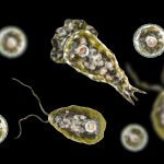 Kasus Amoeba Pemakan Otak Kembali Memakan Korban di Texas