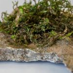 Lumut Ini Mengandung Zat Psikoaktif Seperti Yang Ditemukan Pada Ganja