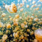 Apa yang Menyebabkan Banyak Kawanan Ubur-Ubur Terlihat di Pantai Ancol ?