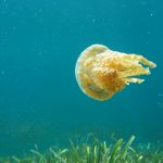 LIPI Himbau Waspadai 3 Jenis Ubur-ubur di Pantai Ancol