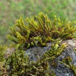 Lumut Dapat Mendeteksi Polutan Udara