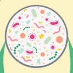 Bakteri Usus Penting Dalam Sistem Kekebalan Tubuh