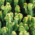 Tanaman Terpedas di Dunia Ini Cikal Bakal Obat Penghilang Rasa Sakit