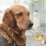 Anjing Dapat Membantu Mendeteksi Penyakit Kanker Pada Tubuh Seseorang