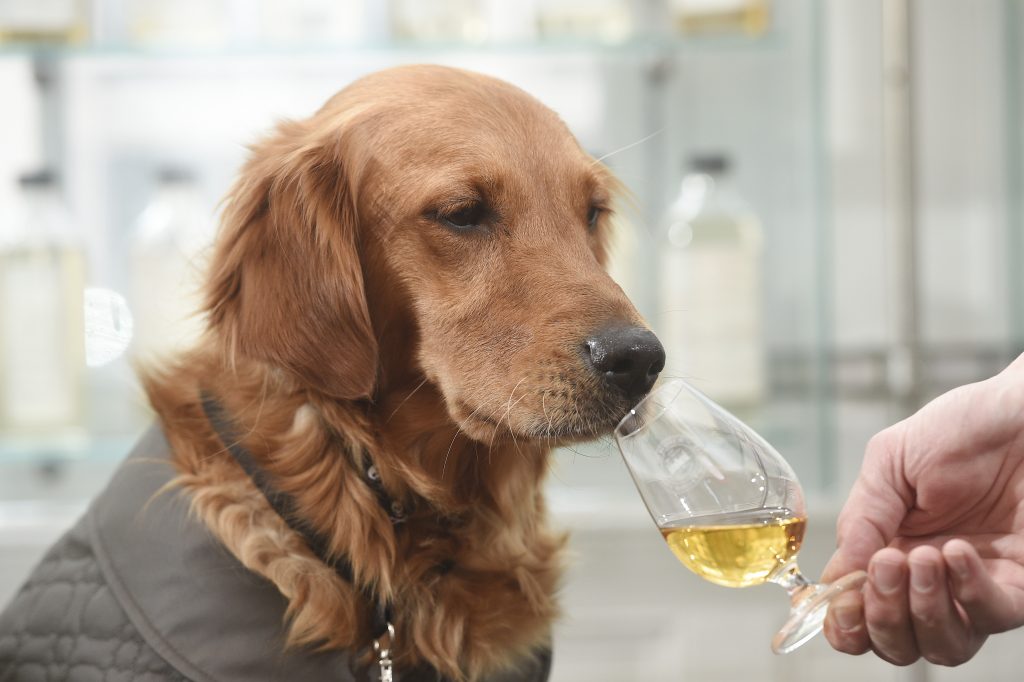 Wow Anjing Dapat Membantu Mendeteksi Penyakit Kanker Pada Tubuh Seseorang