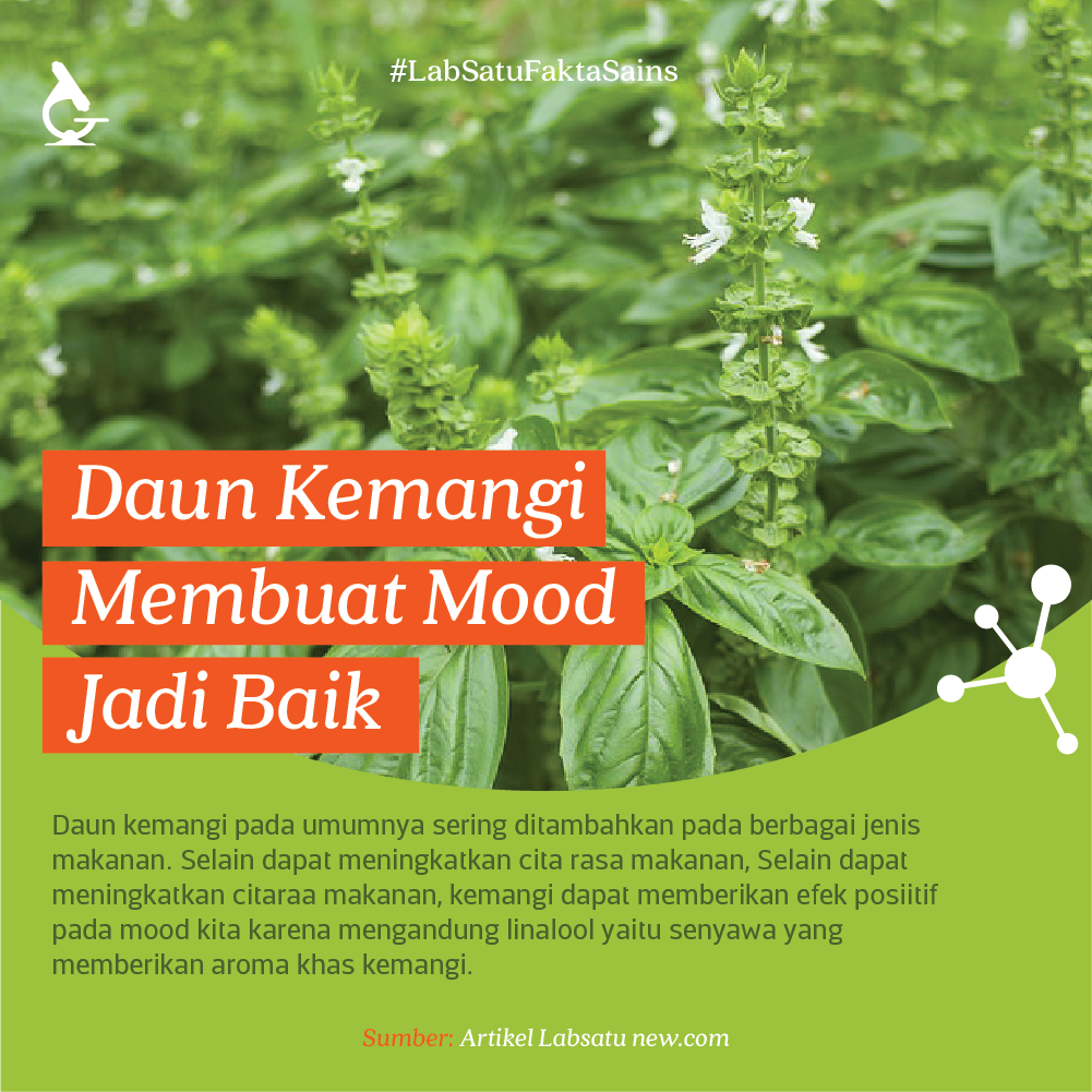 Aroma Daun Kemangi Membuat Mood Kamu Menjadi lebih Baik