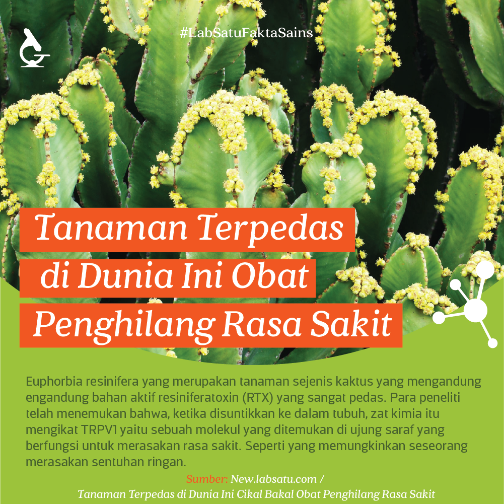 Tanaman Terpedas di Dunia Ini Obat Penghilang Rasa Sakit